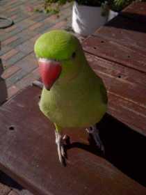 Lost Indian Ringneck Parakeet