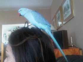 Lost Indian Ringneck Parakeet