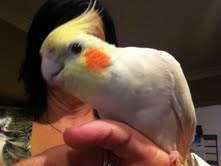 Lost Cockatiel