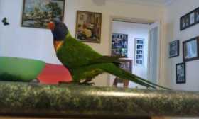 Lost Lory / Lorikeet