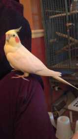 Lost Cockatiel