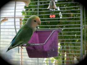 Lost Lovebird