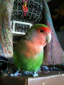 Lost Lovebird