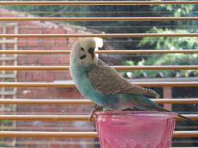 Lost Budgerigar