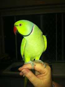 Lost Indian Ringneck Parakeet