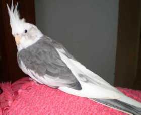 Lost Cockatiel