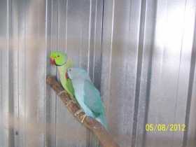 Lost Indian Ringneck Parakeet