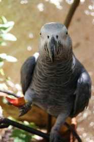 Lost African Grey