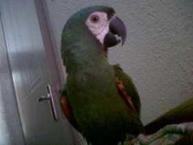 Lost Macaw