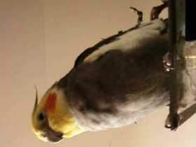 Lost Cockatiel