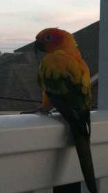 Lost Conure