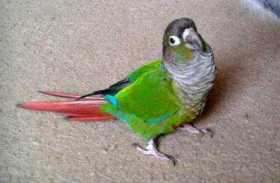 Lost Conure