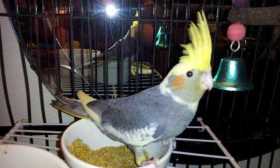 Lost Cockatiel