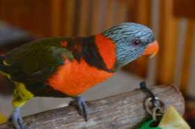 Lost Lory / Lorikeet