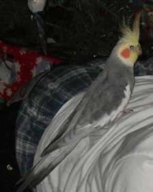 Lost Cockatiel