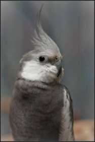 Lost Cockatiel