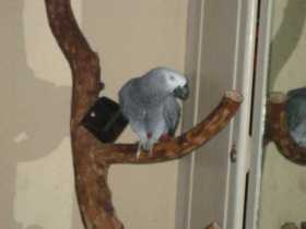 Lost African Grey