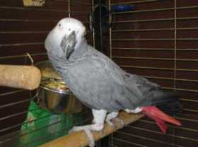 Lost African Grey