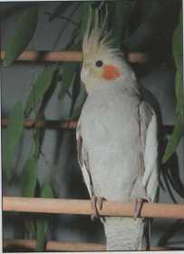 Lost Cockatiel