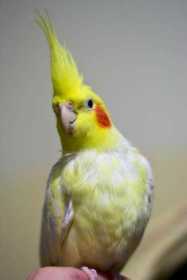 Lost Cockatiel