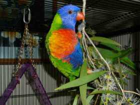 Lost Lory / Lorikeet