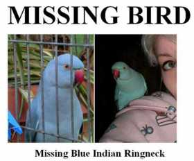 Lost Indian Ringneck Parakeet