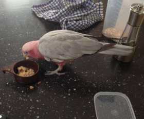 Lost Galah Cockatoo