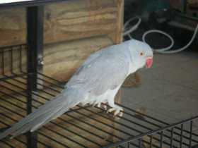 Lost Indian Ringneck Parakeet