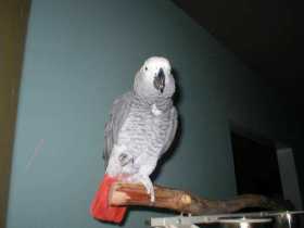 Lost African Grey