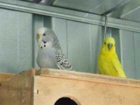 Lost Budgerigar