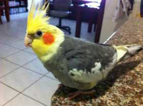 Lost Cockatiel