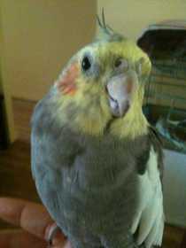 Lost Cockatiel