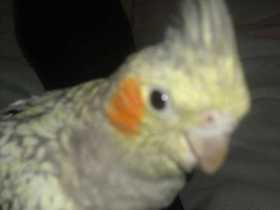 Lost Cockatiel