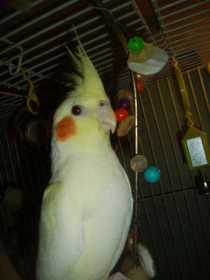 Lost Cockatiel