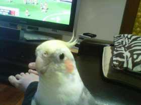 Lost Cockatiel