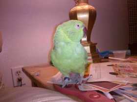 Lost Indian Ringneck Parakeet