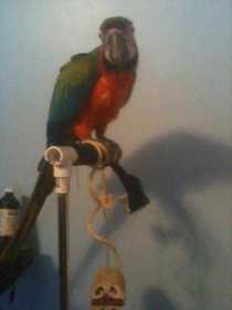 Lost Macaw