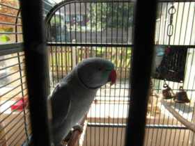 Lost Indian Ringneck Parakeet