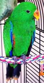 Lost Eclectus