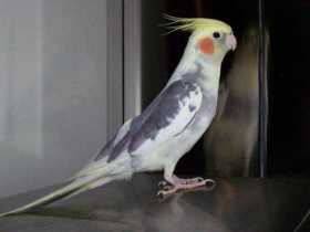 Lost Cockatiel