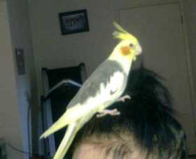 Lost Cockatiel