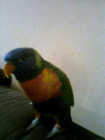 Lost Lory / Lorikeet