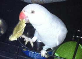 Lost Indian Ringneck Parakeet