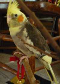 Lost Cockatiel