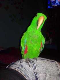 Lost Eclectus