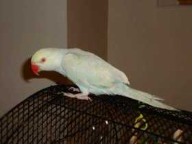 Lost Indian Ringneck Parakeet