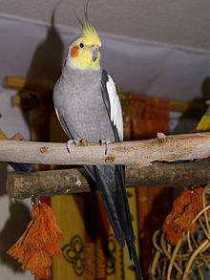 Lost Cockatiel