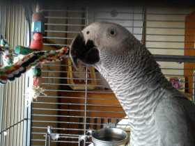 Lost African Grey
