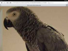 Lost African Grey