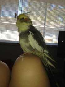 Lost Cockatiel